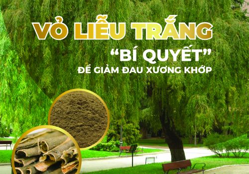 VỎ LIỄU TRẮNG: “BÍ QUYẾT” ĐỂ GIẢM ĐAU TỪ TRƯỚC CÔNG NGUYÊN