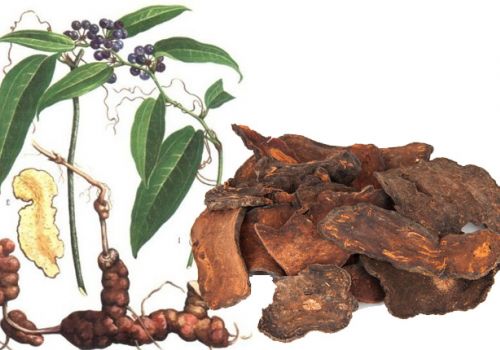 THỔ PHỤC LINH: VỊ THUỐC TRỪ PHONG THẤP, MẠNH GÂN XƯƠNG