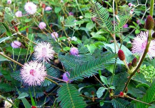 Cây xấu hổ chữa khỏi đau nhức xương khớp chỉ trong 4-5 ngày