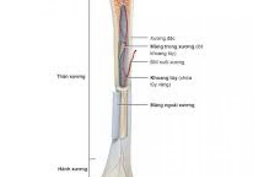 Cấu tạo và chức năng của xương