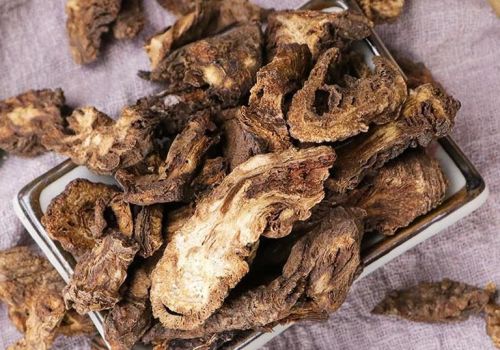 KHƯƠNG HOẠT - VỊ THUỐC QUÝ CHO NGƯỜI BỆNH XƯƠNG KHỚP