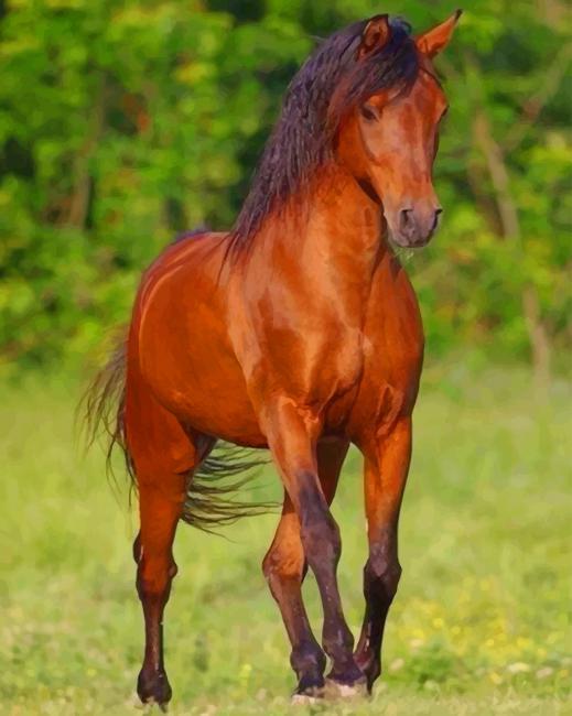 bay-horse-paint-by-numbers