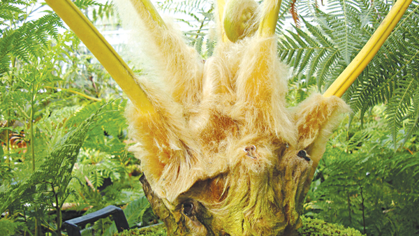 cau_tich_vi_thuoc_bo